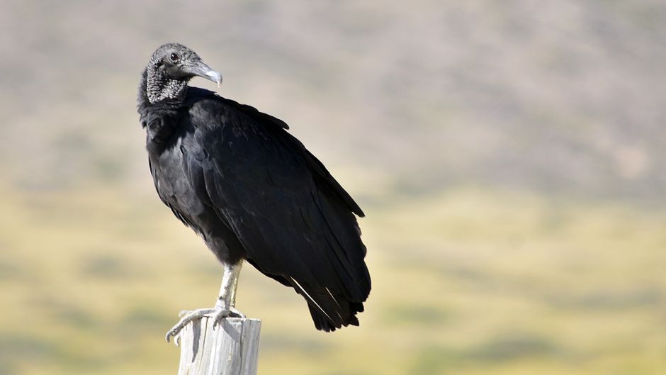 Black-headed vulture, Guia de Fauna. RutaChile.   - Mexico