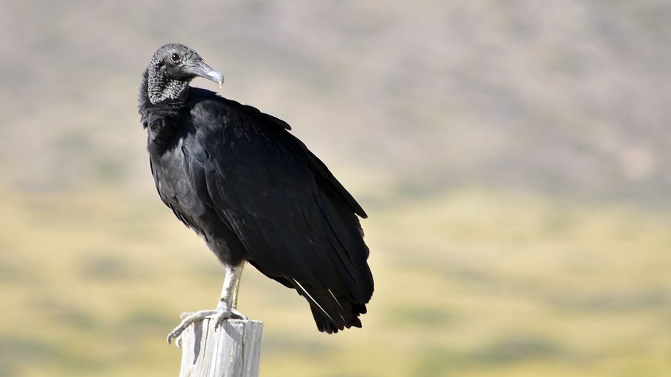 Black-headed vulture, Guia de Fauna. RutaChile.   - Paraguay