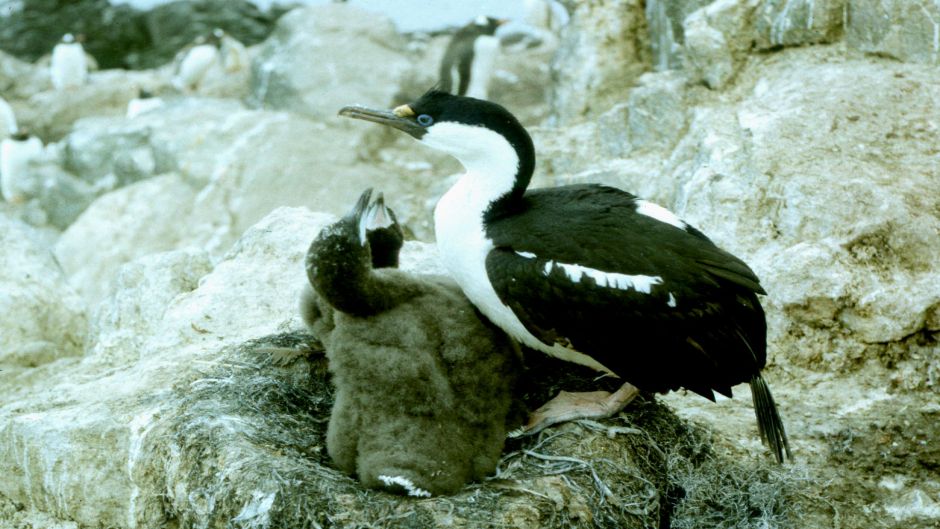 Antarctic Cormorant.   - CHILE