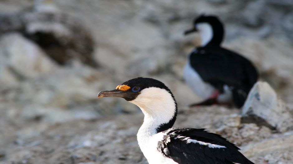 Antarctic Cormorant.   - CHILE