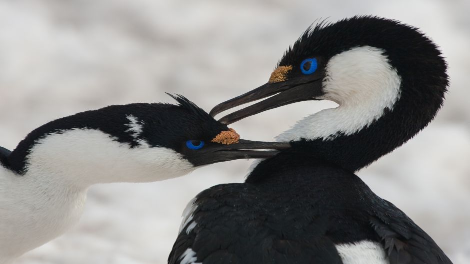 Antarctic Cormorant.   - 