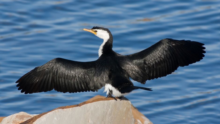 Antarctic Cormorant.   - 