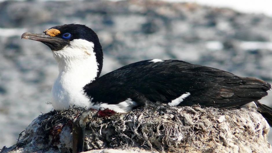 Antarctic Cormorant.   - 