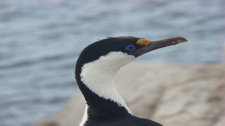 Antarctic Cormorant.   - 