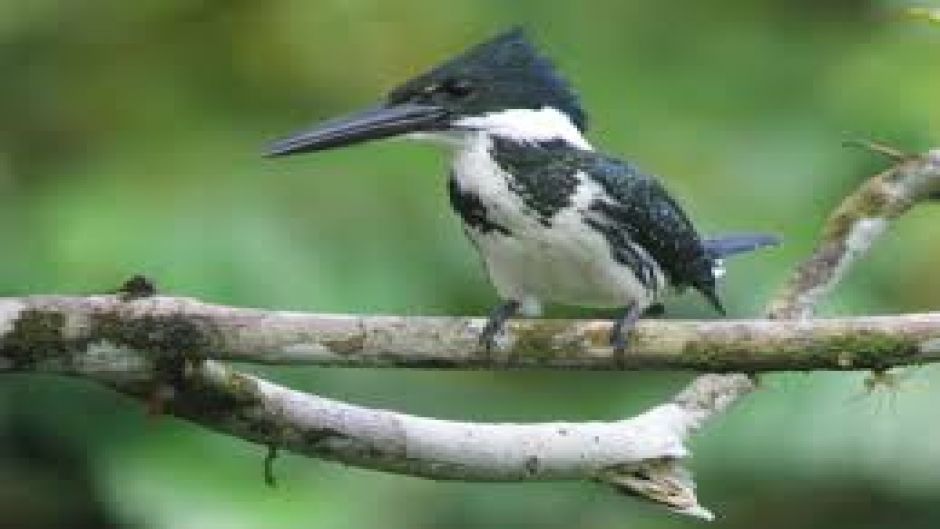 amazonian kingfisher.   - ECUADOR