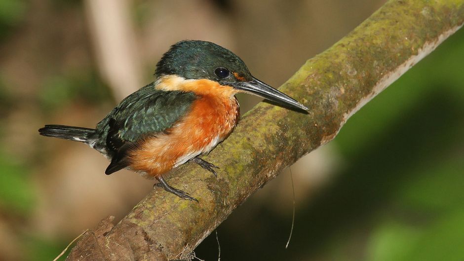 amazonian kingfisher.   - Uruguay