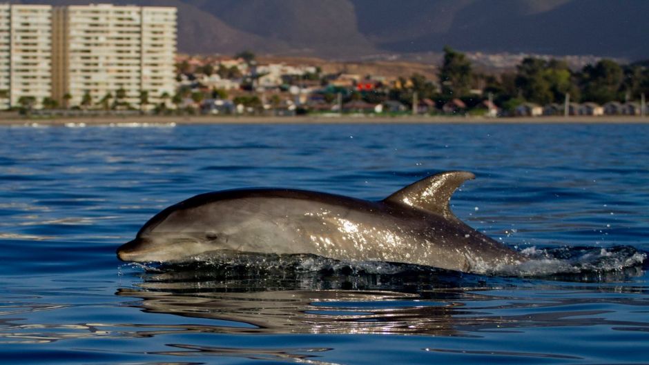 Bottle nose dolphin.   - AUSTRALIA