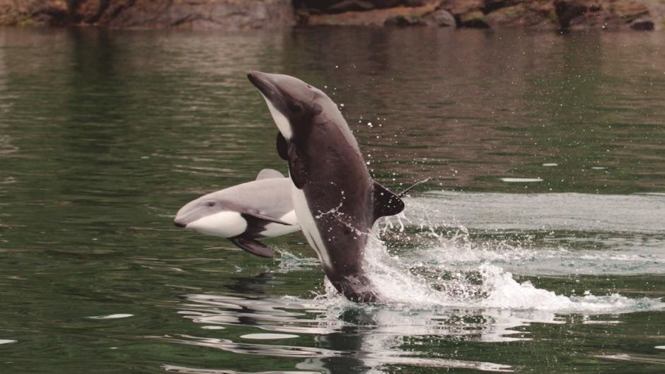 Chilean dolphin.   - CHILE