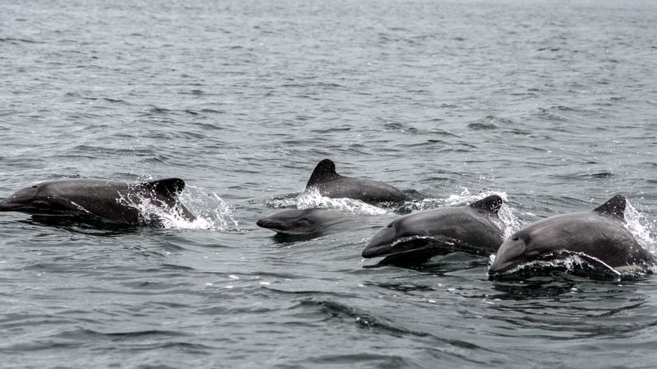 Chilean dolphin.   - CHILE