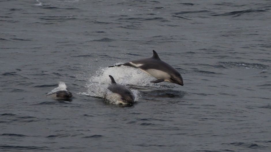 Chilean dolphin.   - 