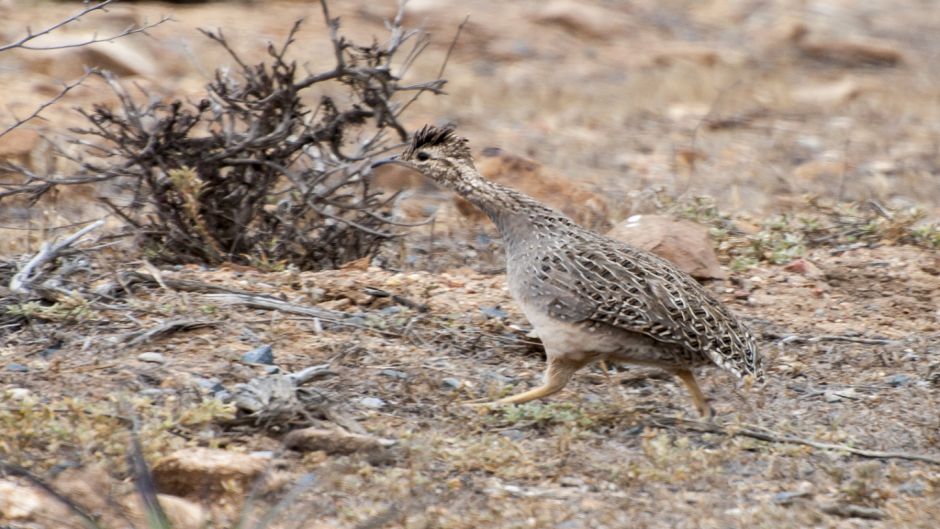 Chilean Partridge.   - CHILE