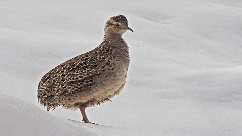 Chilean Partridge.   - CHILE