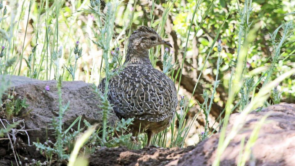 Chilean Partridge.   - CHILE