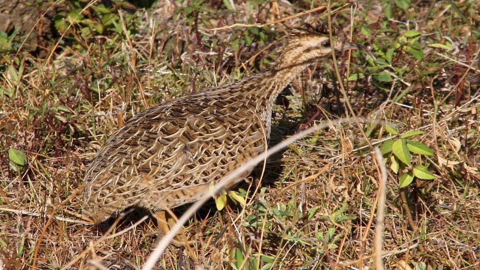 Chilean Partridge.   - CHILE