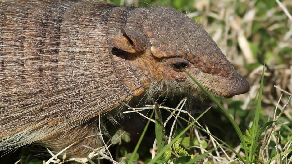 Screaming Hairy Armadillo.   - BOLIVIA