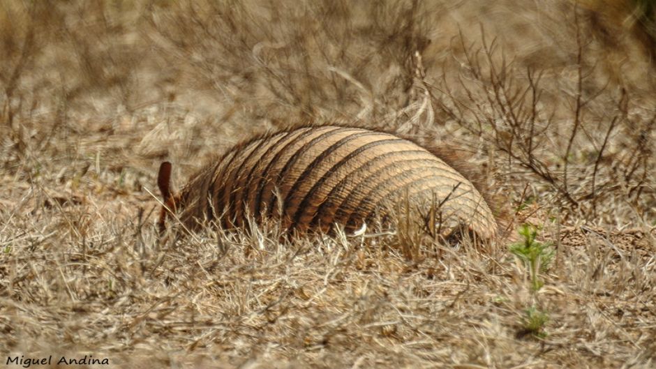 Screaming Hairy Armadillo.   - 