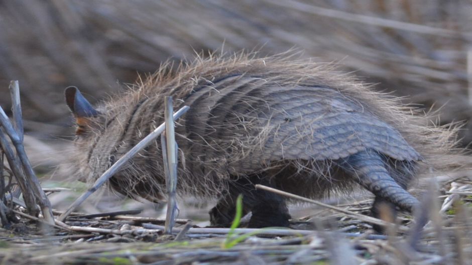 Screaming Hairy Armadillo.   - 