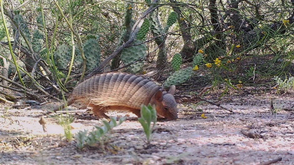 Screaming Hairy Armadillo.   - 