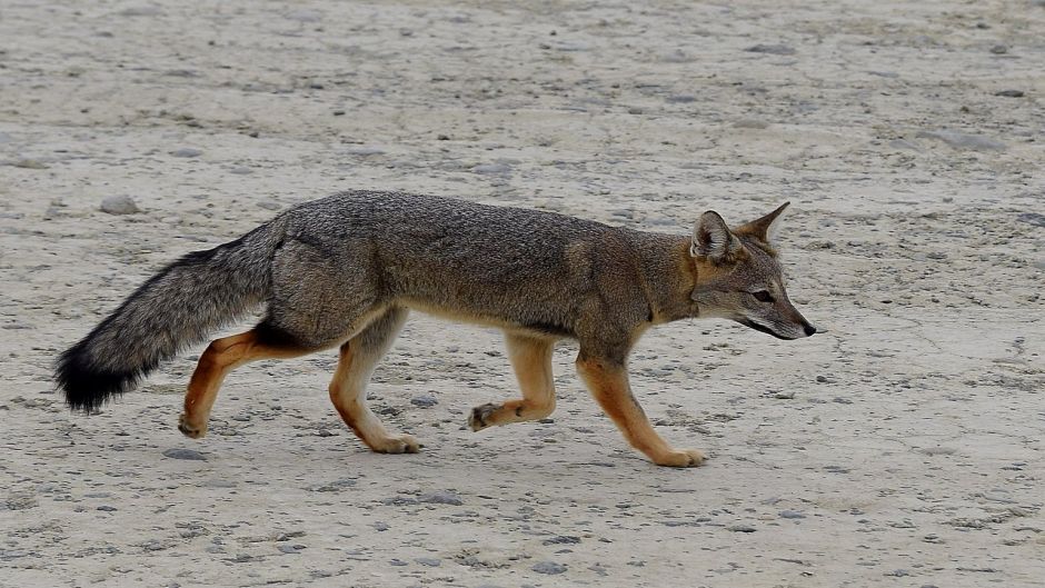 Pampas Fox.   - BOLIVIA