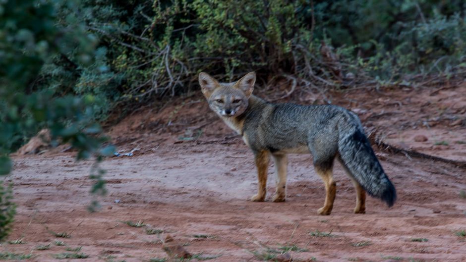 Pampas Fox.   - 