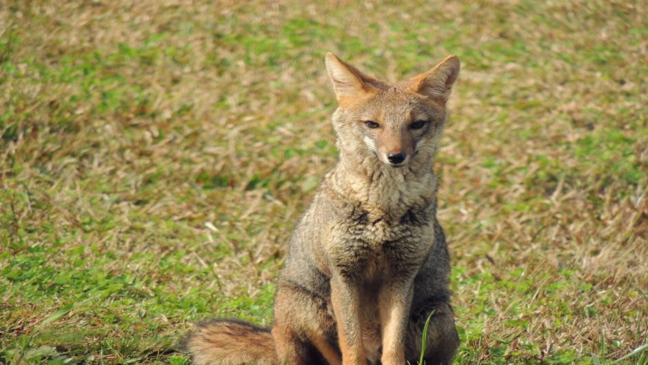 Pampas Fox.   - 