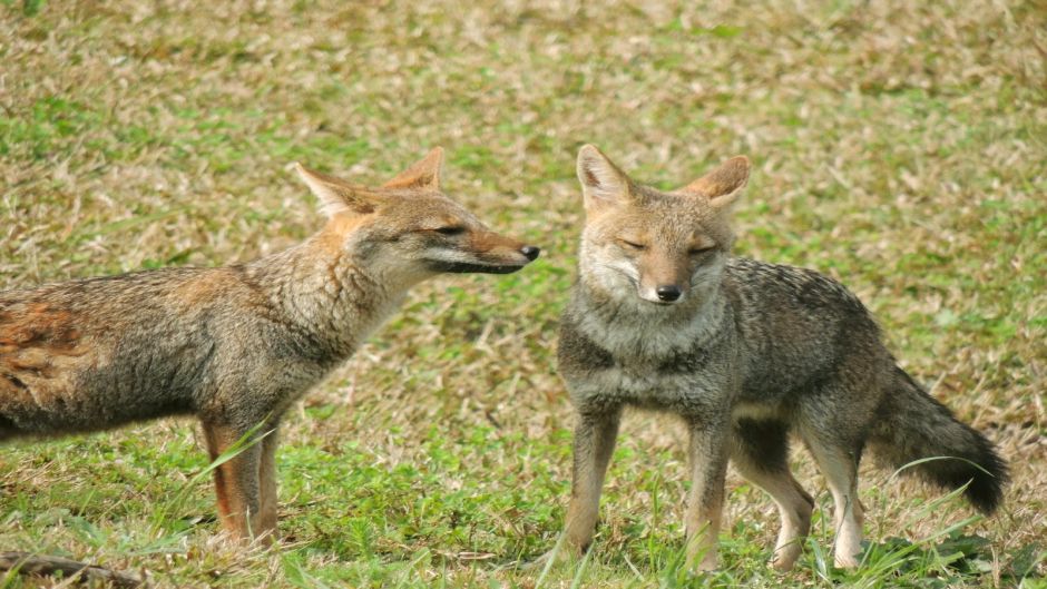 Pampas Fox.   - 
