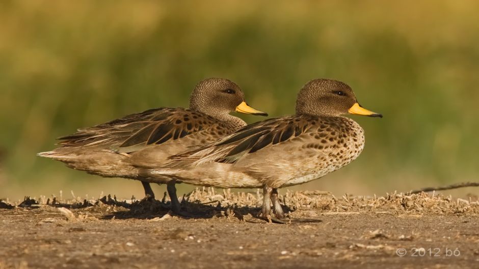 Duck jergon Small, Guia de Fauna. RutaChile.   - 