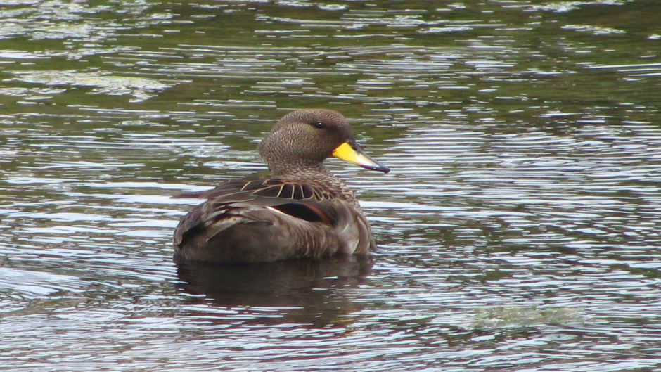 Duck jergon Small, Guia de Fauna. RutaChile.   - 