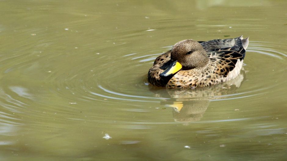 Duck jergon Small, Guia de Fauna. RutaChile.   - 