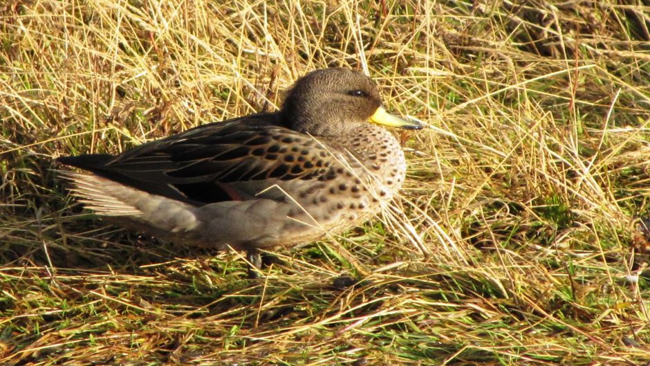 Duck jergon Small, Guia de Fauna. RutaChile.   - 