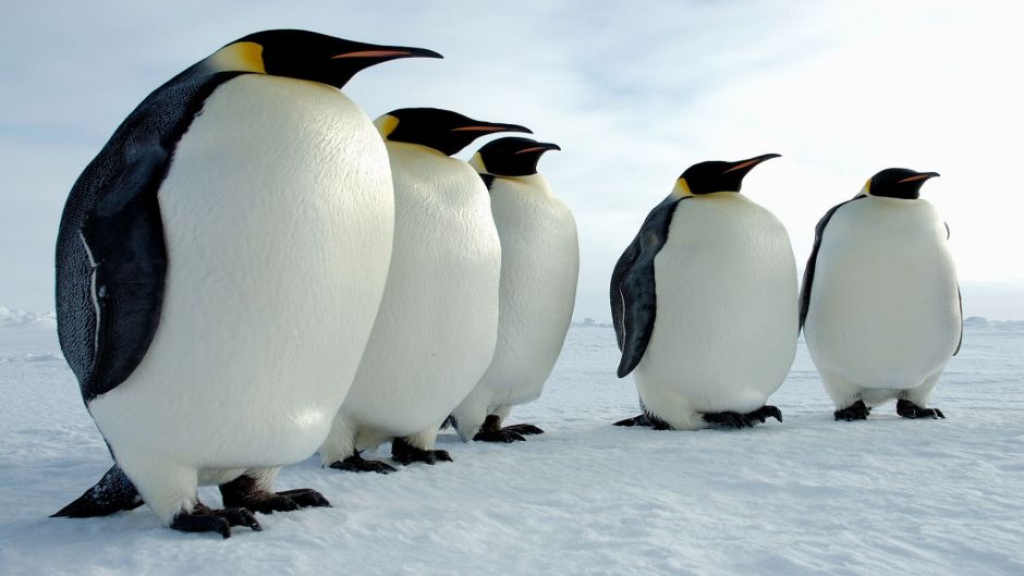 Три пингвина купить билеты. Золотой Пингвин. Красный Пингвин. Пингвин красная книга. Рыжий Пингвин.