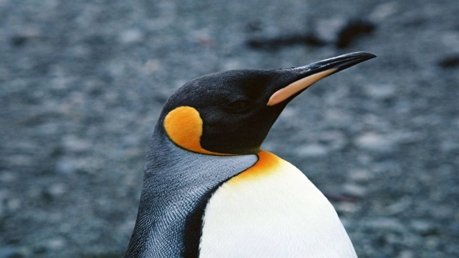 Emperor Penguin Guia De Fauna RutaChile emperor-penguin-guia-de-fauna-rutachile