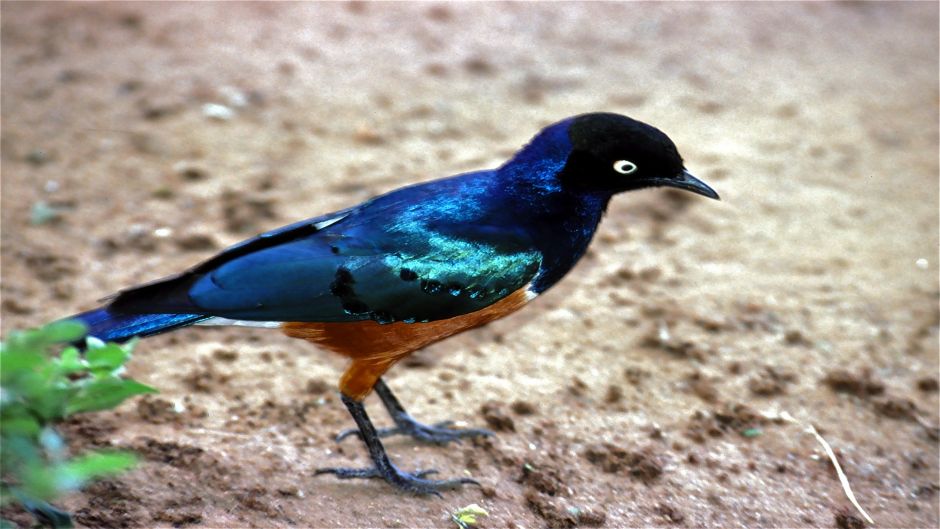 Superb starling.   - 