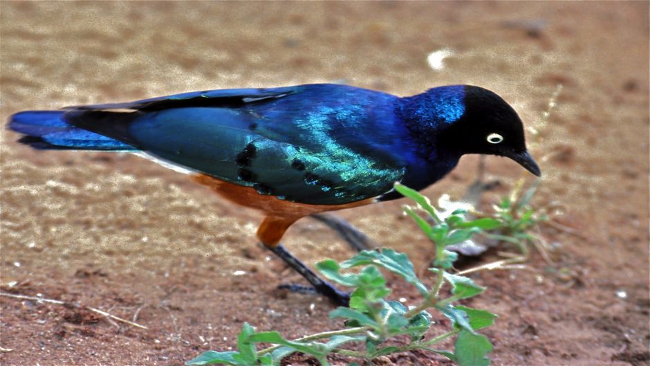 Superb starling.   - 