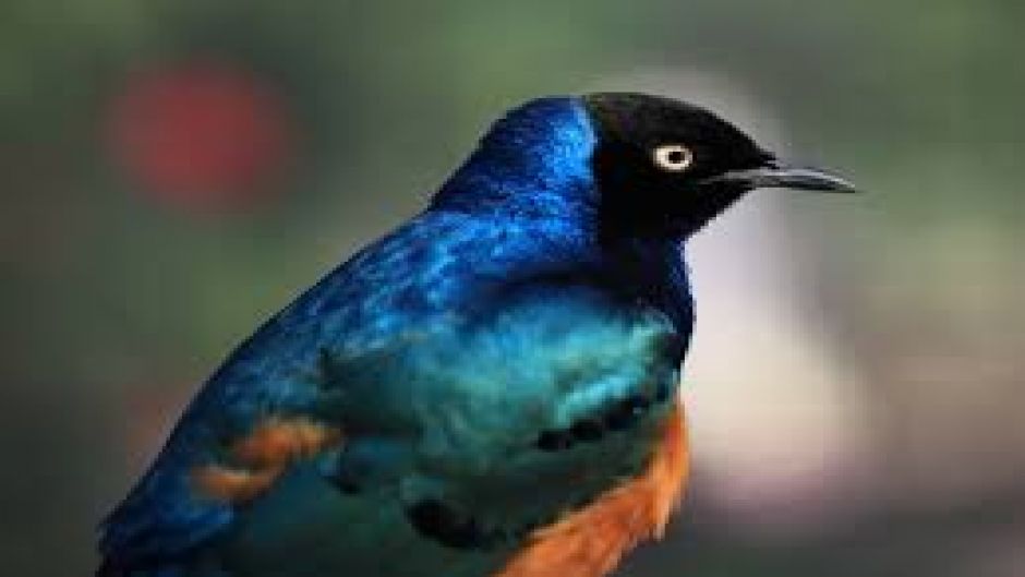 Superb starling.   - 