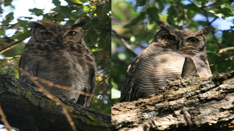 Magellanic owl.   - ARGENTINA