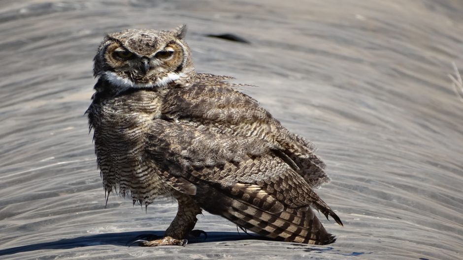 Magellanic owl.   - CHILE