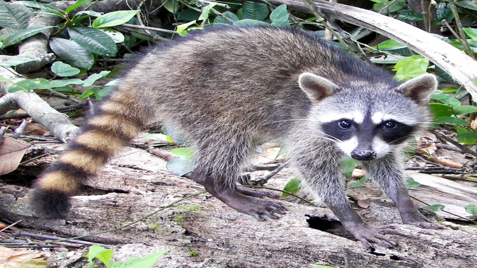 South American raccoon.   - COSTA RICA