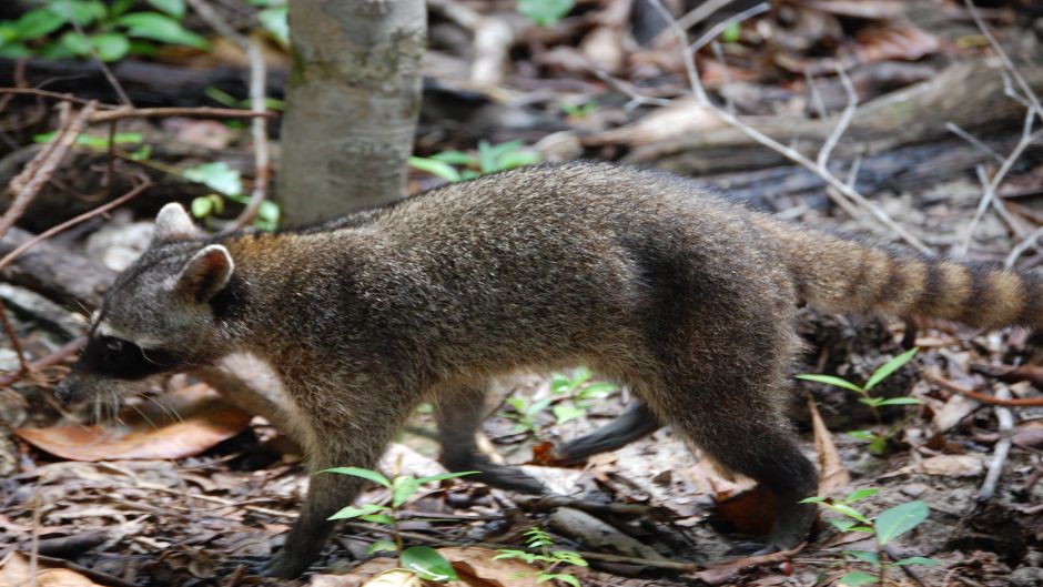 South American raccoon.   - 