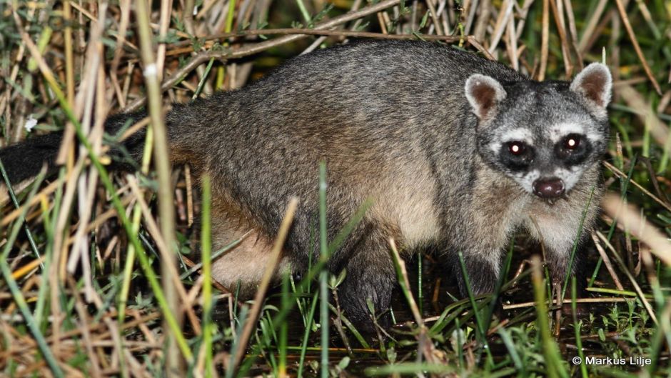 South American raccoon.   - 