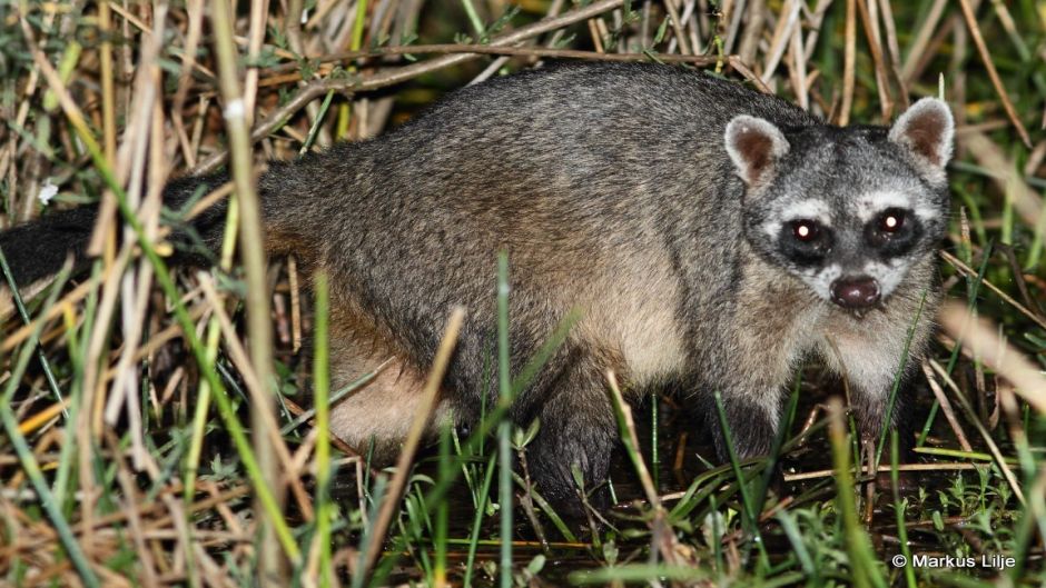 South American raccoon.   - Paraguay