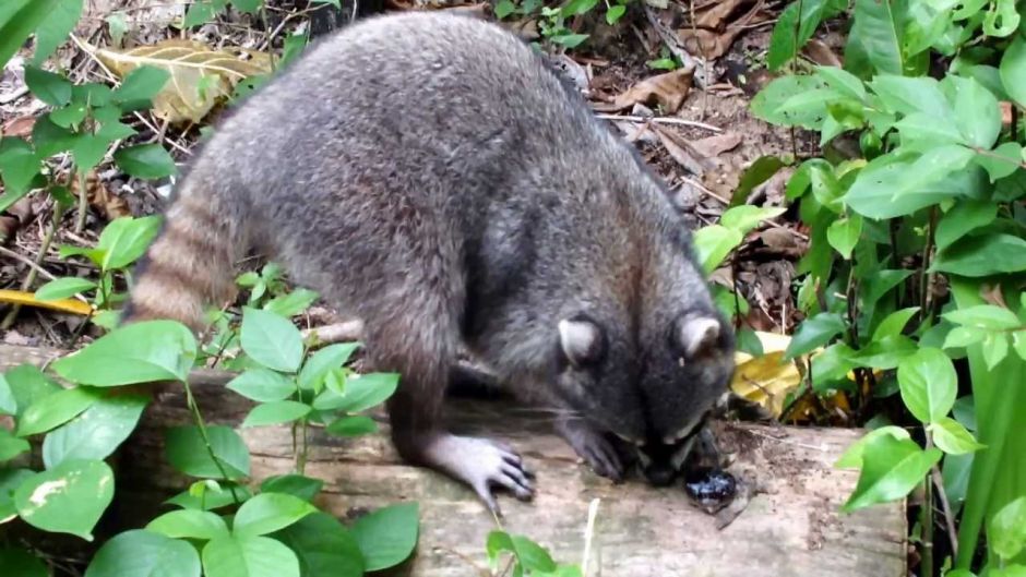 South American raccoon.   - 