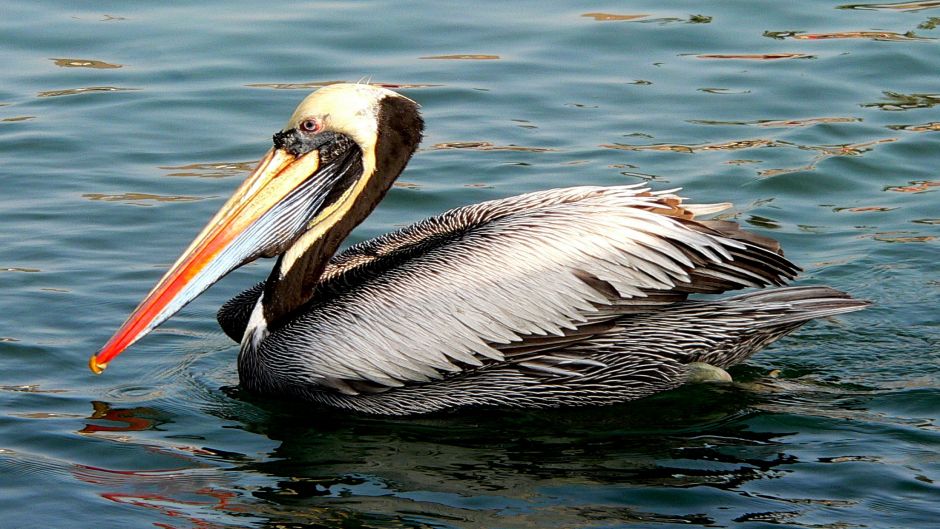 Peruvian Pelican, Guia de Fauna. RutaChile.   - 