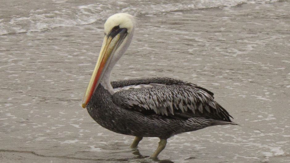 Peruvian Pelican, Guia de Fauna. RutaChile.   - 