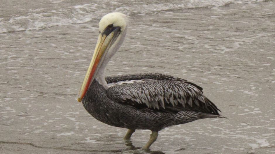 Peruvian Pelican, Guia de Fauna. RutaChile.   - CHILE