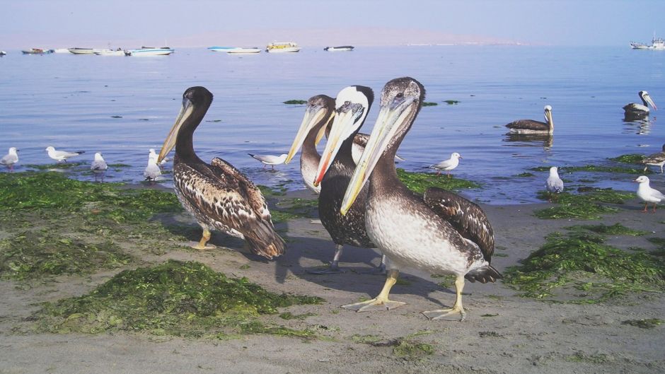 Peruvian Pelican, Guia de Fauna. RutaChile.   - 