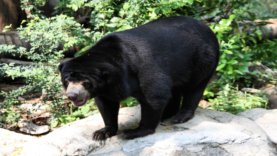 Malay Bear.   - CHINA