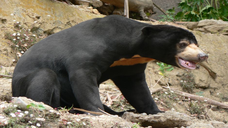 Malay Bear.   - CHINA