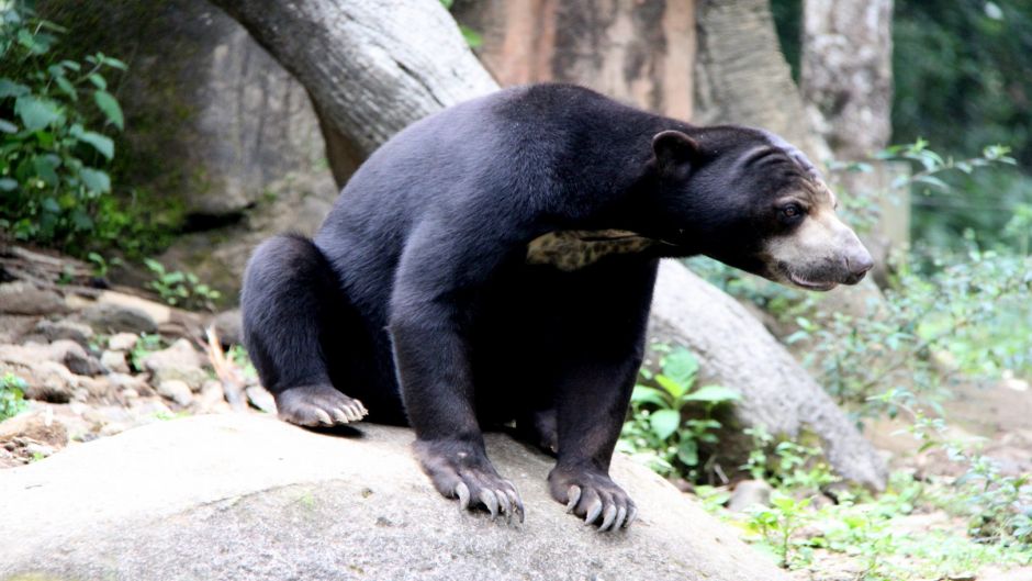 Malay Bear.   - CHINA