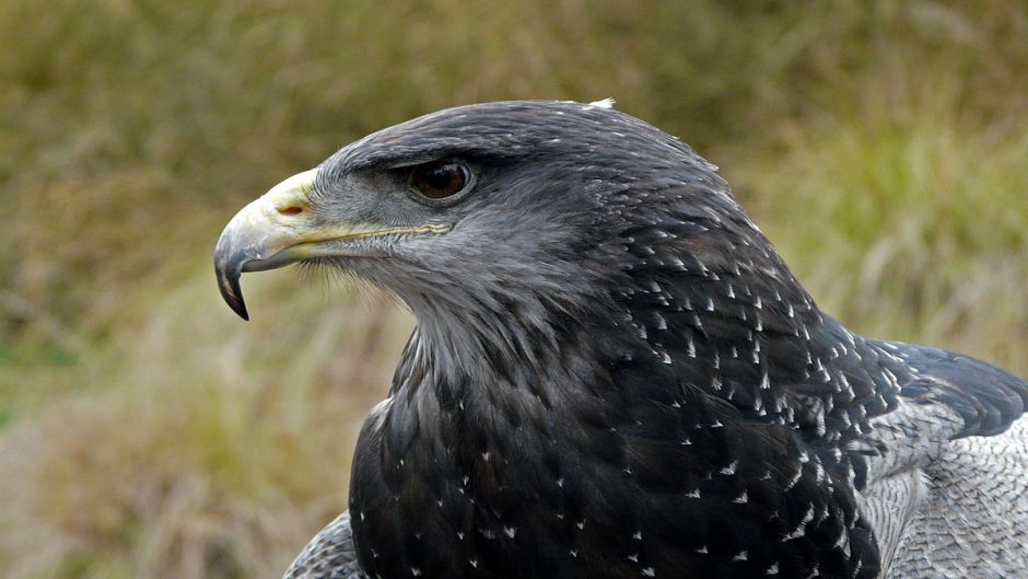 Eagle Mora.   - PERU